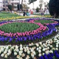 It’s time for Tulips and Hyacinth in Alanya