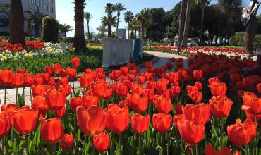 Tulip fest in Alanya